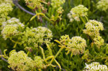 Zeevenkel (Crithmum maritimum) 