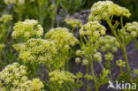 Zeevenkel (Crithmum maritimum) 