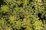 Rock Samphire (Crithmum maritimum)