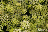 Rock Samphire (Crithmum maritimum)
