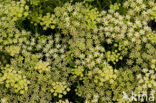 Rock Samphire (Crithmum maritimum)