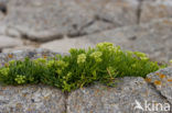 Rock Samphire (Crithmum maritimum)