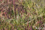 Sea Plantain (Plantago maritima)