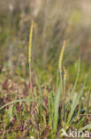 Sea Plantain (Plantago maritima)