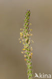 Sea Plantain (Plantago maritima)