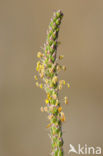 Sea Plantain (Plantago maritima)