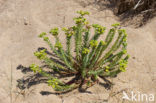 Zeewolfsmelk (Euphorbia paralias) 
