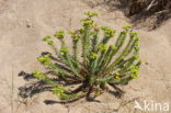 Sea Spurge (Euphorbia paralias)