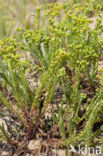 Zeewolfsmelk (Euphorbia paralias) 