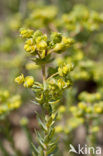 Sea Spurge (Euphorbia paralias)