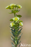 Sea Spurge (Euphorbia paralias)