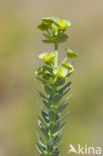 Sea Spurge (Euphorbia paralias)