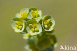 Sea Spurge (Euphorbia paralias)