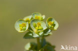 Sea Spurge (Euphorbia paralias)