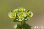 Zeewolfsmelk (Euphorbia paralias) 