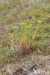 Sea Spurge (Euphorbia paralias)