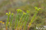 Sea Spurge (Euphorbia paralias)
