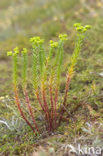 Sea Spurge (Euphorbia paralias)