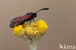 Zygaena sarpedon