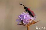 Zygaena sarpedon