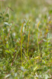Addertong (Ophioglossum vulgatum)