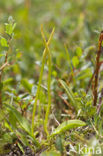 Addertong (Ophioglossum vulgatum)