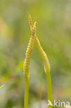 Addertong (Ophioglossum vulgatum)