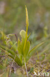 Addertong (Ophioglossum vulgatum)