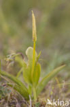 Addertong (Ophioglossum vulgatum)