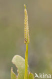 Addertong (Ophioglossum vulgatum)