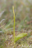 Addertong (Ophioglossum vulgatum)