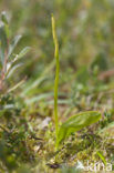 Addertong (Ophioglossum vulgatum)