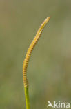 Addertong (Ophioglossum vulgatum)