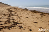 Atlantic Ocean