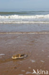 Atlantic Ocean