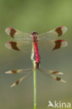 band-winged dragonfly (Sympetrum pedemontanum)