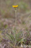 Inula montana