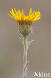 Inula montana