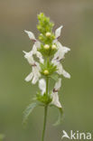 Bergandoorn (Stachys recta)