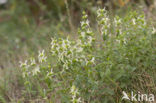 Bergandoorn (Stachys recta)