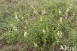 Bergandoorn (Stachys recta)