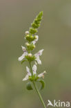 Bergandoorn (Stachys recta)