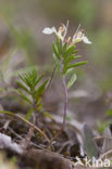 Berggamander (Teucrium montanum) 