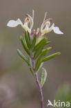 Berggamander (Teucrium montanum) 