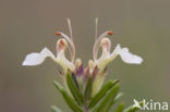 Mountain Germander (Teucrium montanum)