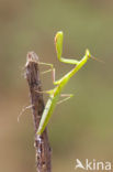 Bidsprinkhaan (Mantis religiosa)