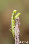 praying mantis (Mantis religiosa)