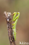 Bidsprinkhaan (Mantis religiosa)