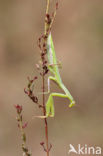 praying mantis (Mantis religiosa)