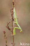 Bidsprinkhaan (Mantis religiosa)